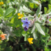 Alkanet