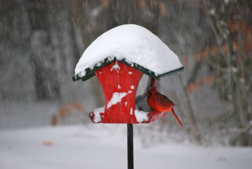 Cardinal