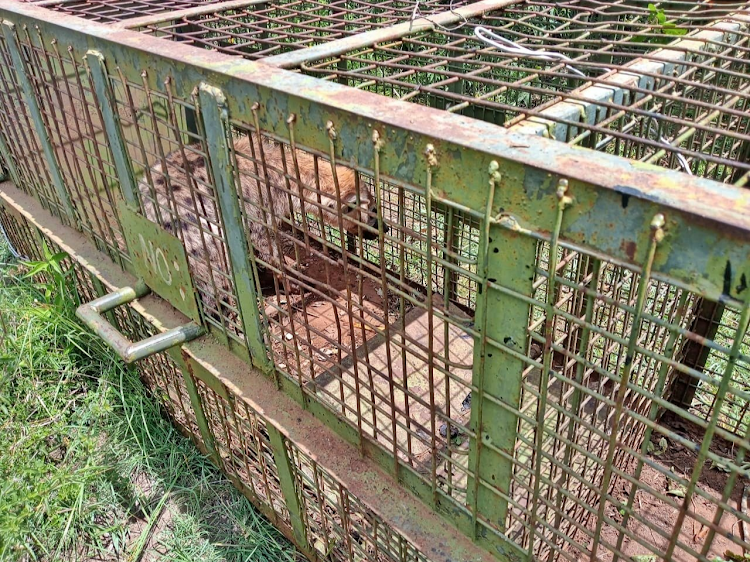 A captured hyena on December 31