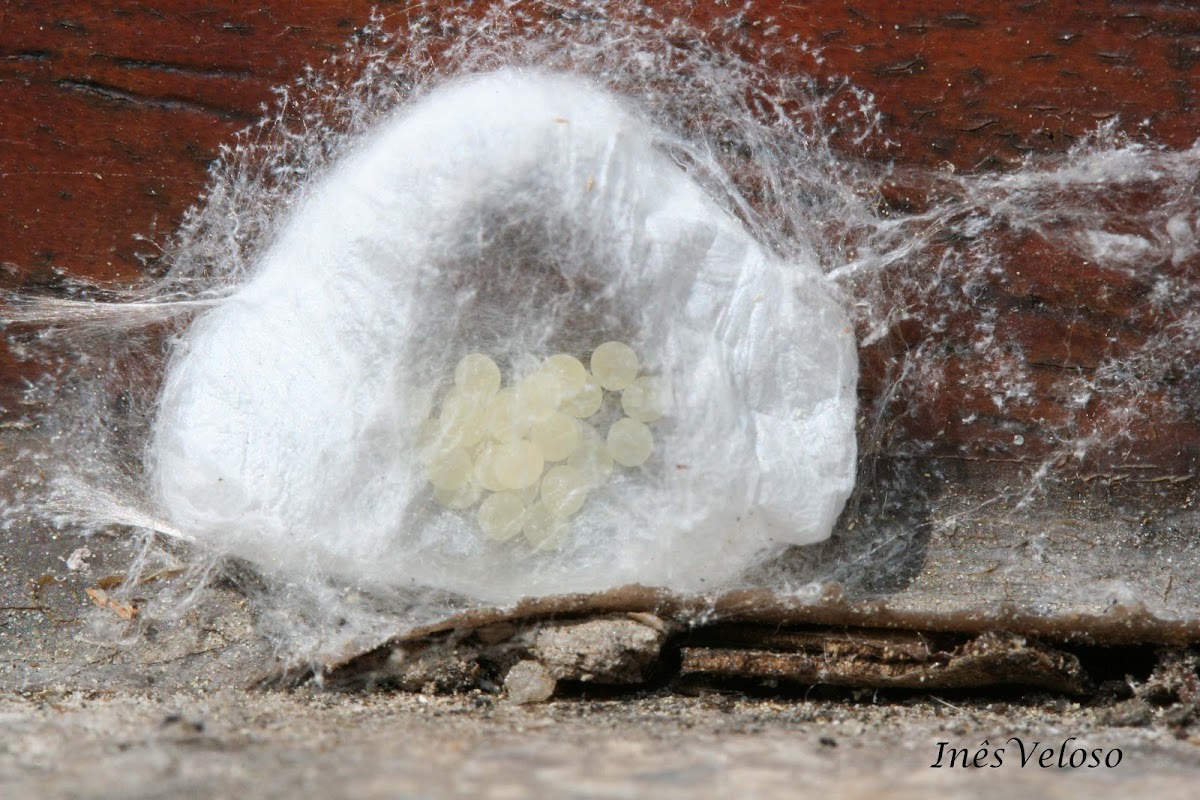 Spider Eggs and Cocoon