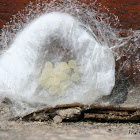 Spider Eggs and Cocoon