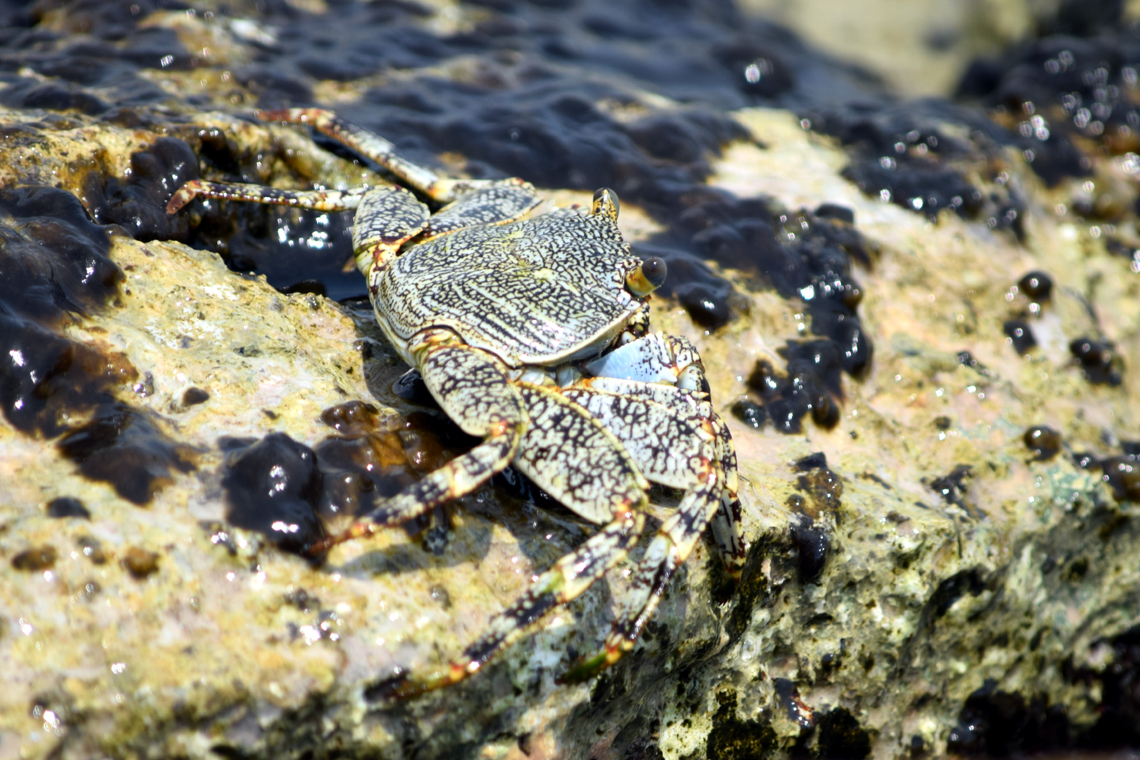 Tidal Spray Crab