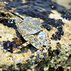 Tidal Spray Crab