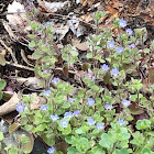 Round-Lobed Hepatica