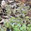 Round-Lobed Hepatica