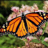 Monarch Butterfly