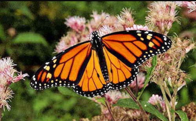 Monarch Butterfly