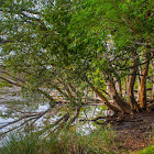 Wilpattu National Park trees