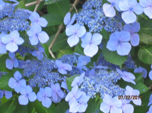 Lace-capped Hydrangea