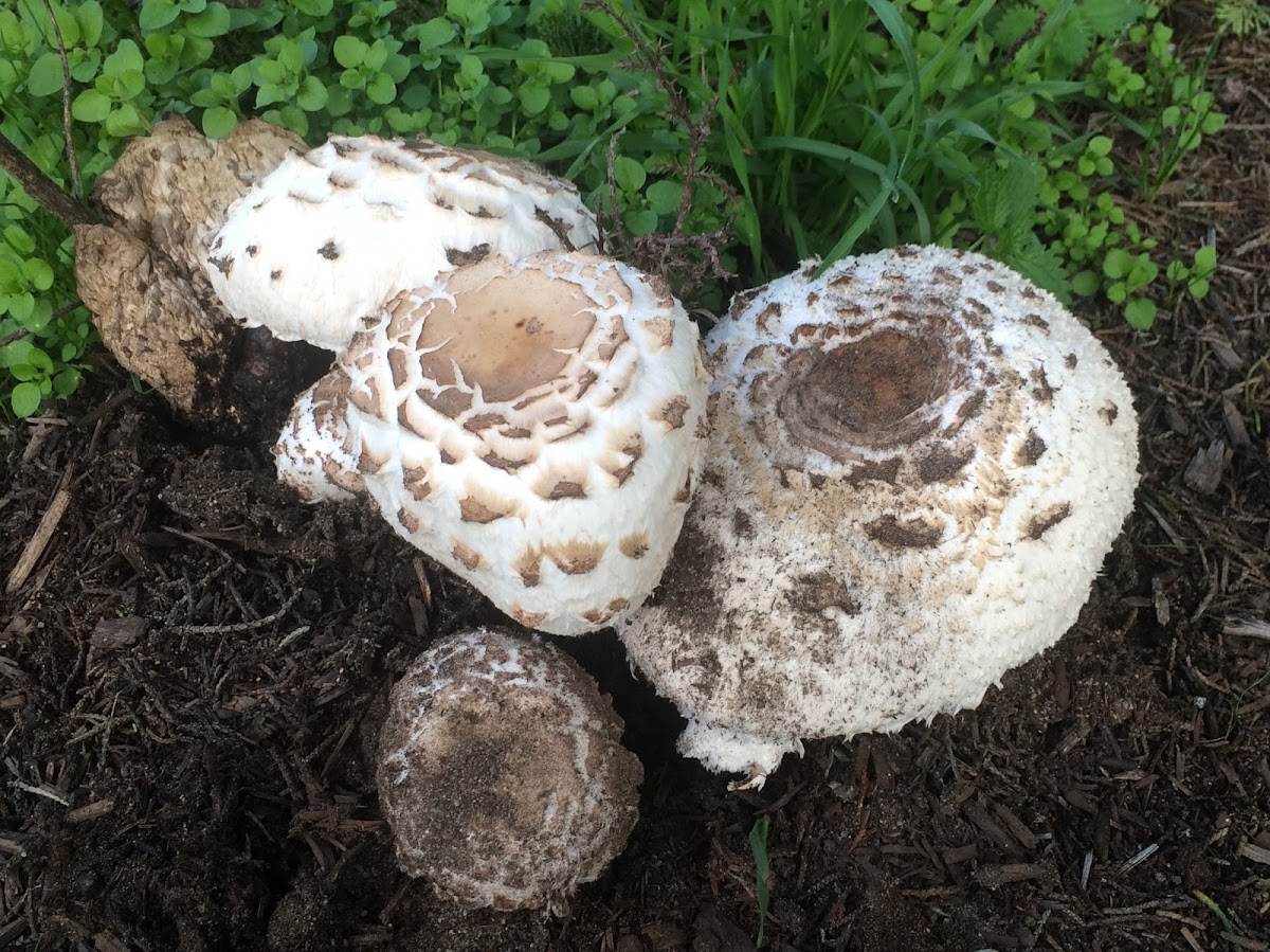 Shaggy Parasol