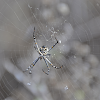 Orb Weaver