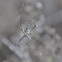 Orb Weaver