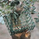 fox squirrel