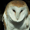 American barn owl