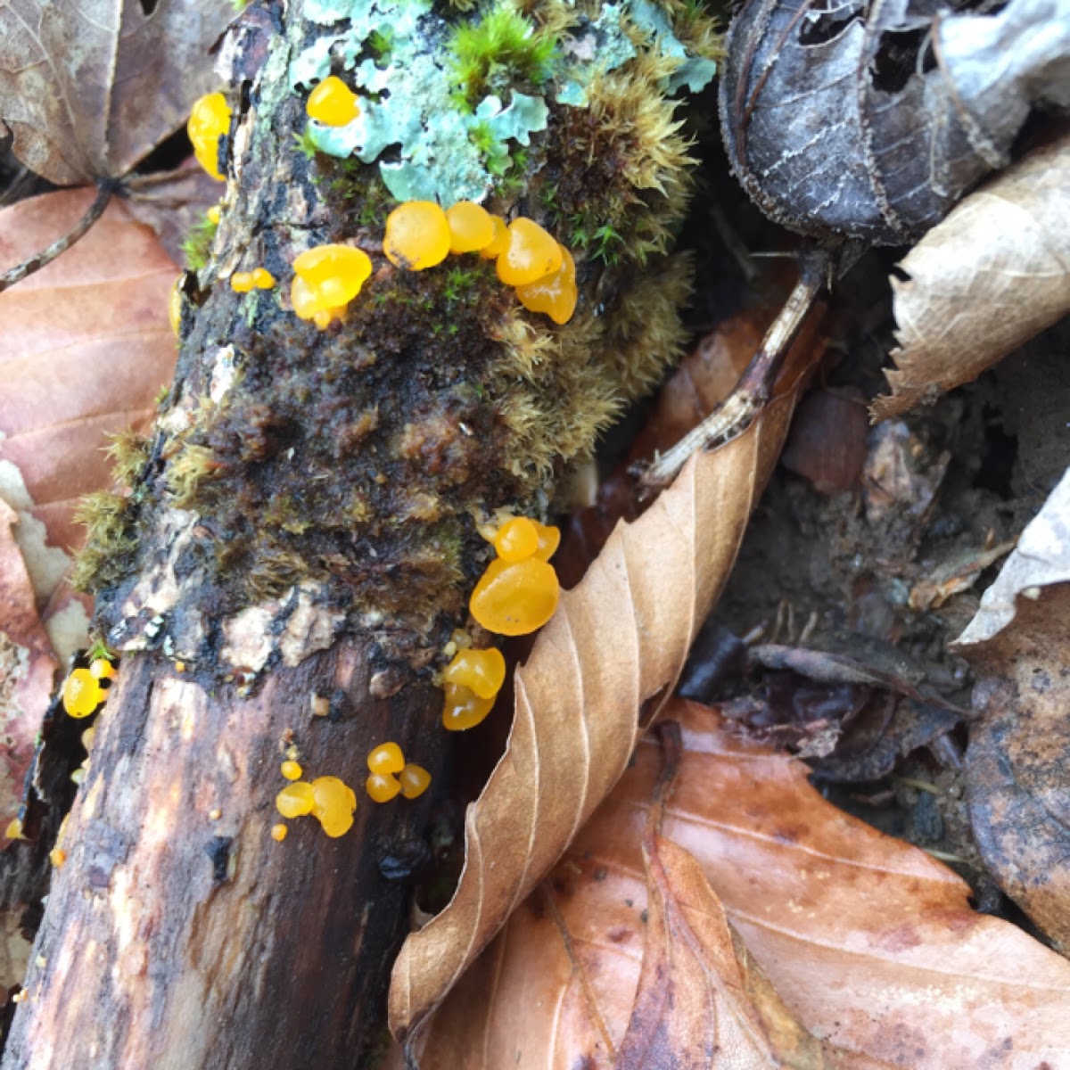 Witches' butter