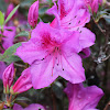 Azalea