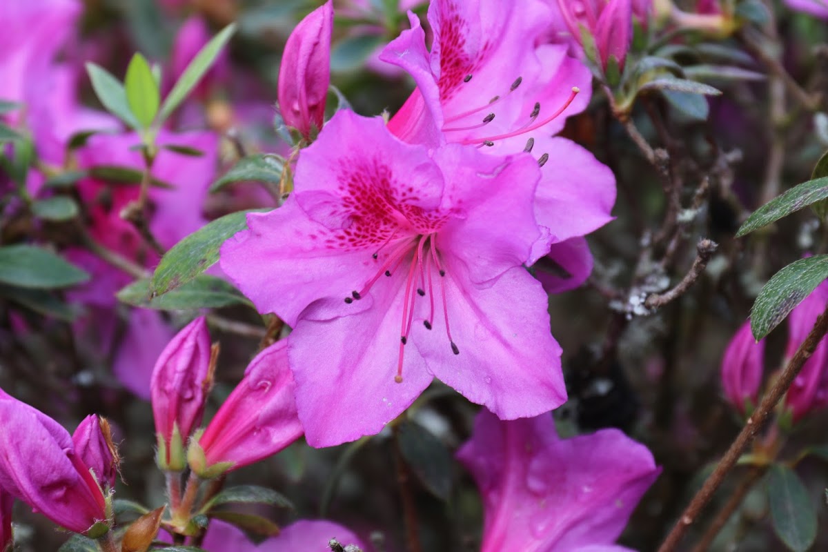 Azalea