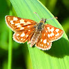 Peck's Skipper