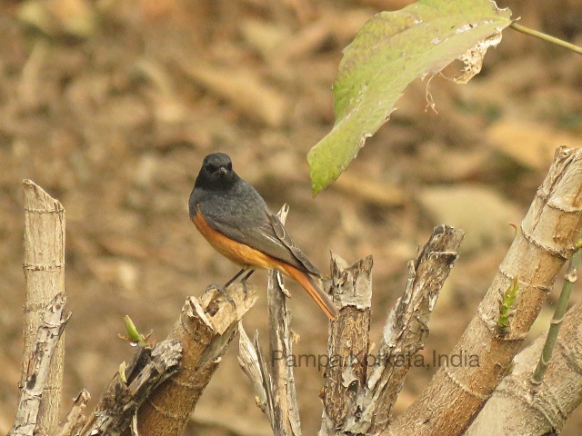 Black Redstart