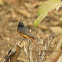 Black Redstart