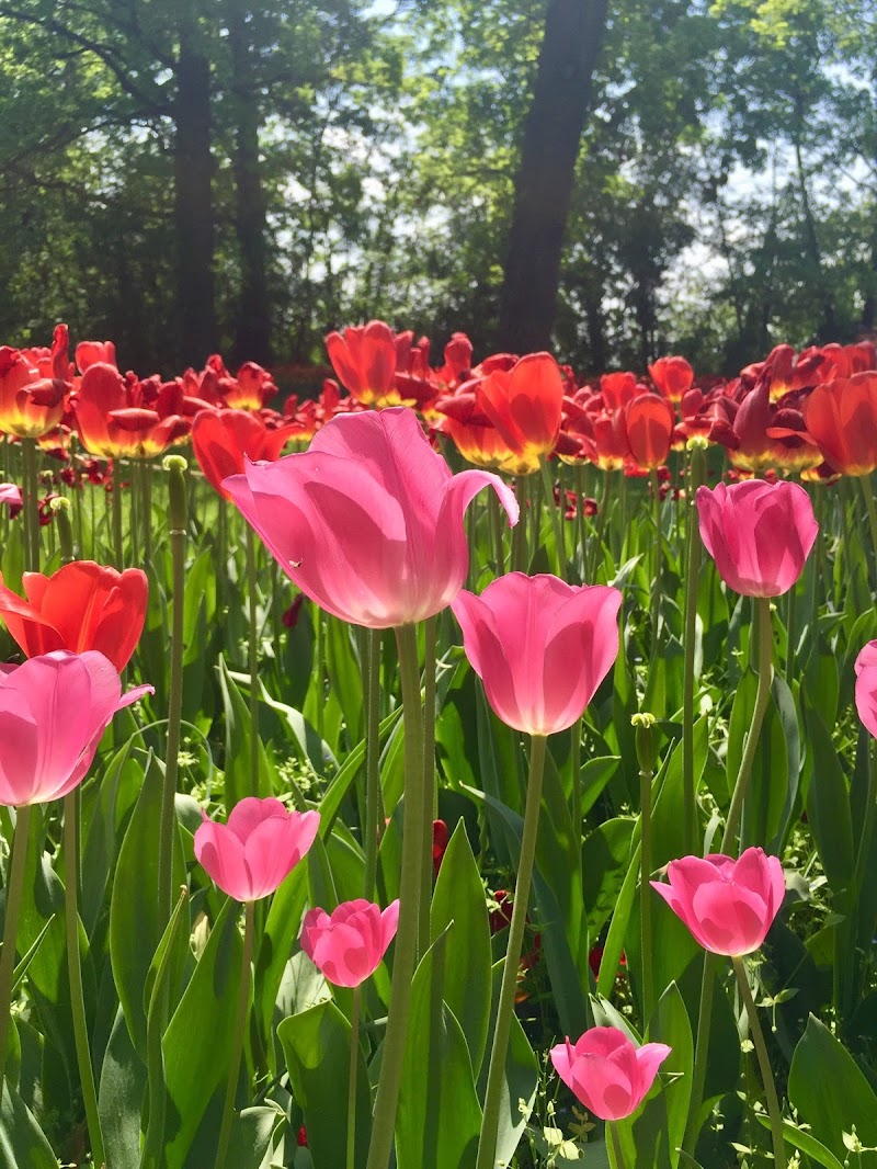 Tulips di Jasmine82