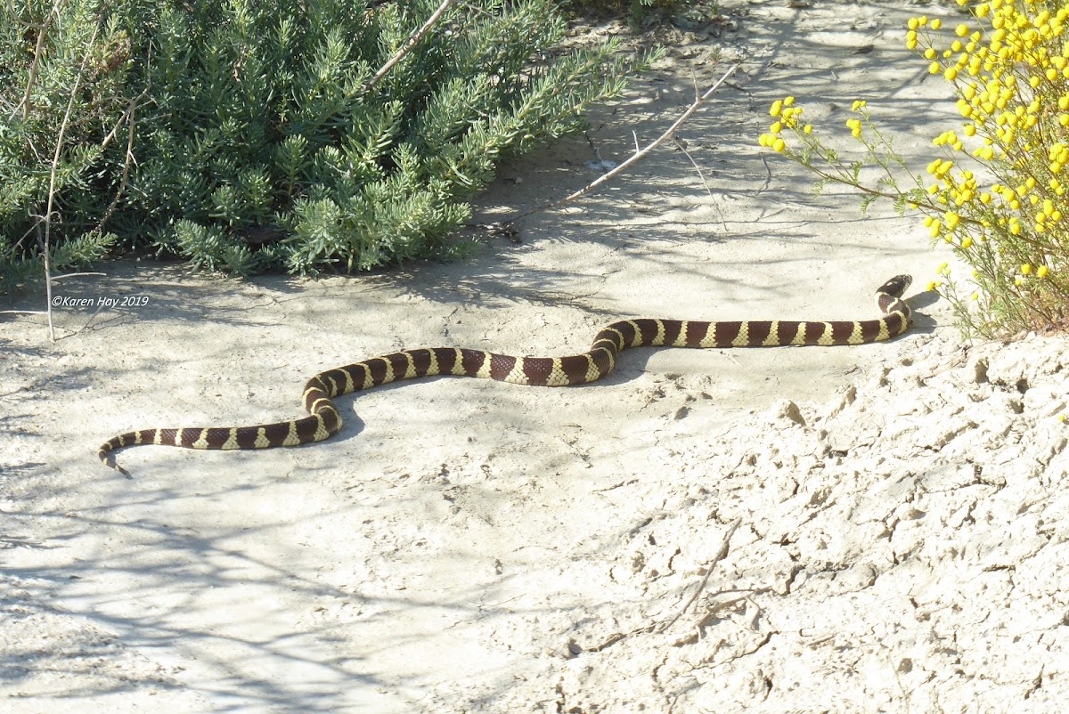 California Kingsnake