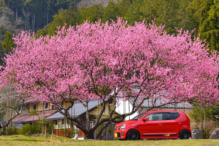 アルトワークスの桜と愛車に関するカスタム事例の投稿画像1枚目