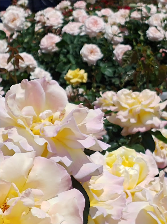 セレナの荒牧薔薇公園・C27セレナ・セレナコラボに関するカスタム事例の投稿画像6枚目