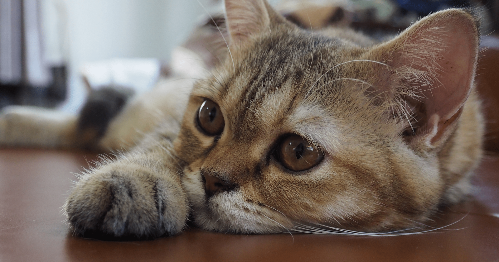 close up of cats face and brown eyes