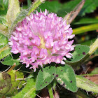 Red Clover