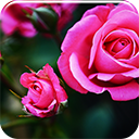 Pink Roses Chrome extension download