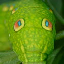 Caterpillar of Hawkmoth