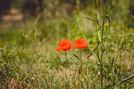 Fotograful de nuntă Luciana Ciuffini (lucianaciuffini). Fotografia din 29 septembrie 2019