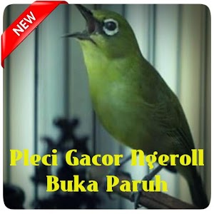 Download Pleci Gacor Ngeroll Buka Paruh Terbaru For PC Windows and Mac