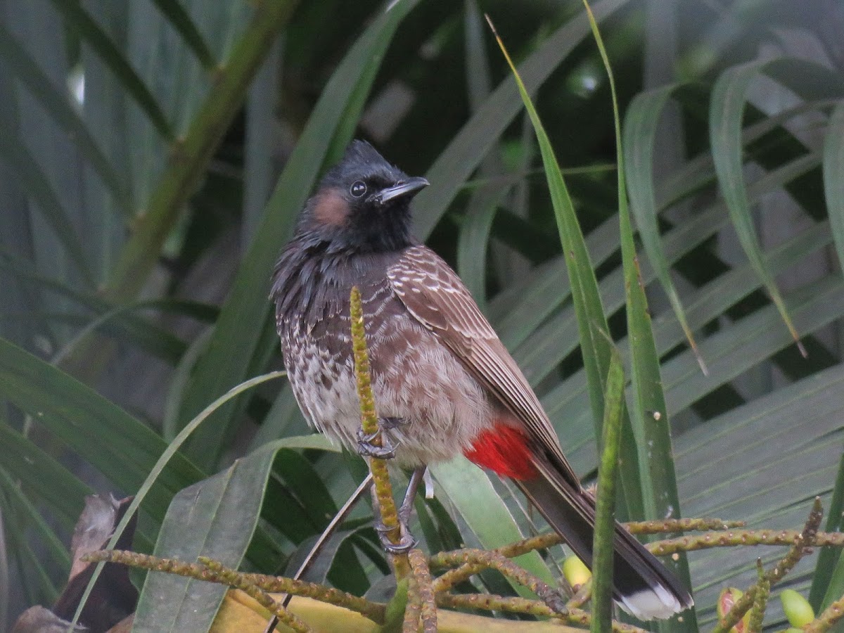 Red-Vented Bulbul