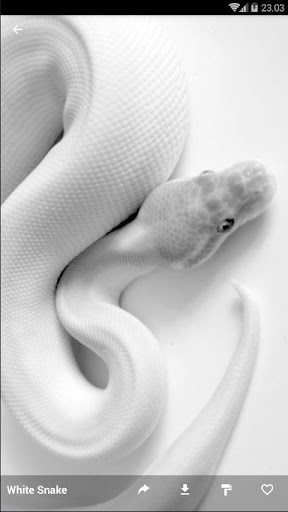 2020 White Snake Wallpaper Hd Android App Download Latest - white snake roblox