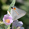 Northern' Southern Hairstreak