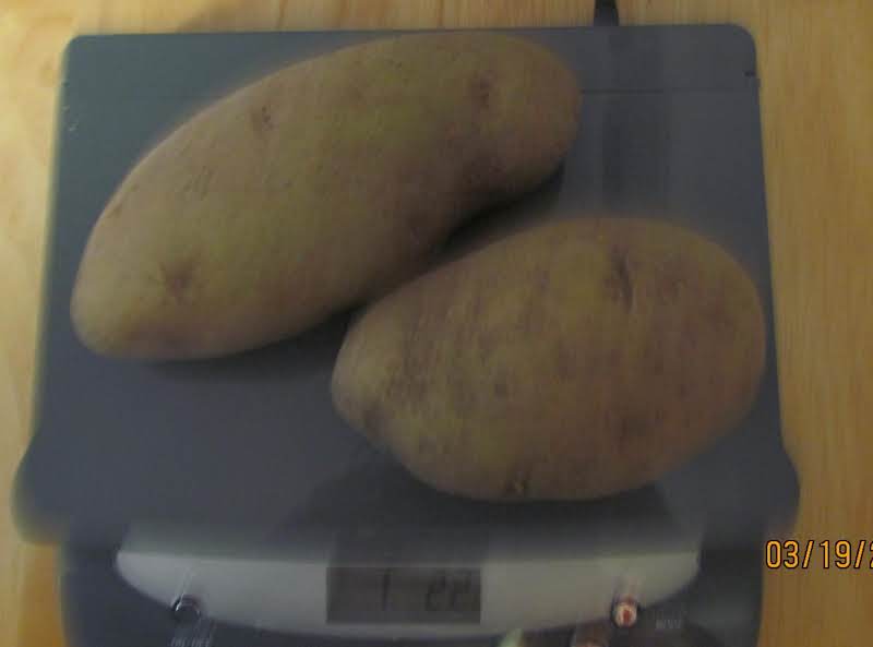 This Is What 1.22 Pounds Of Potatoes Look Like For Those Of You Who Were Asking. 3/19/13