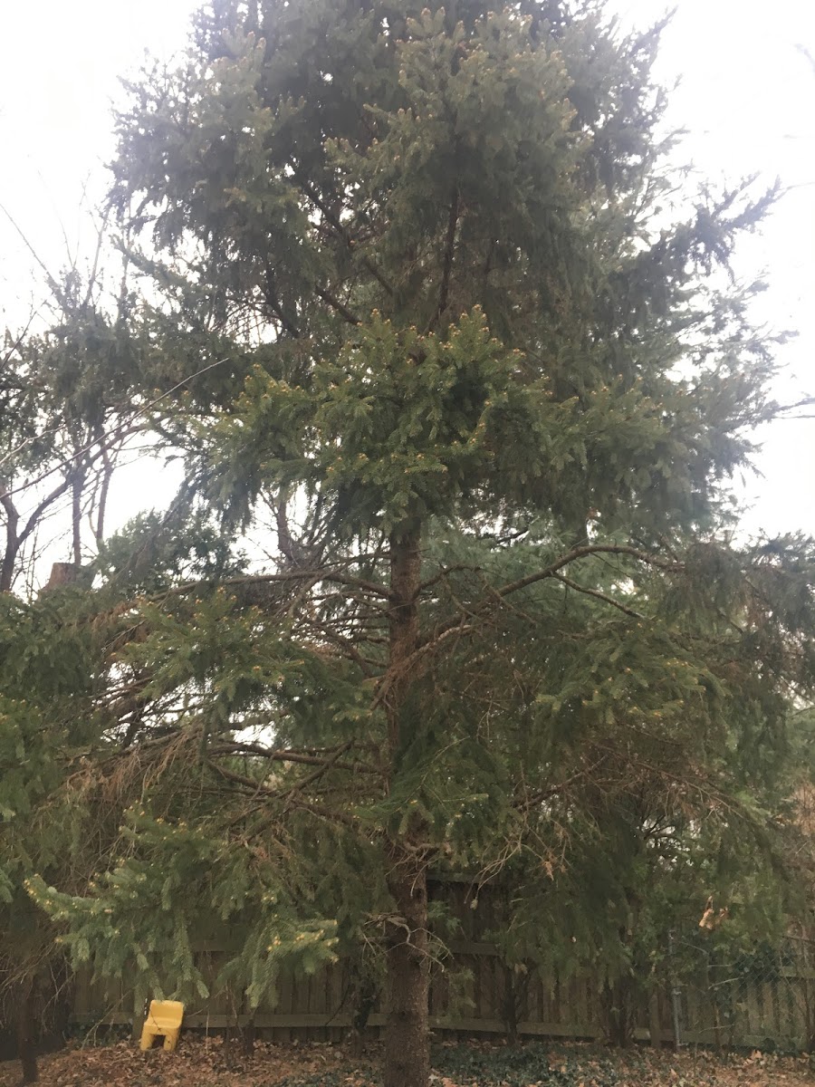 Colorado  Blue Spruce Tree