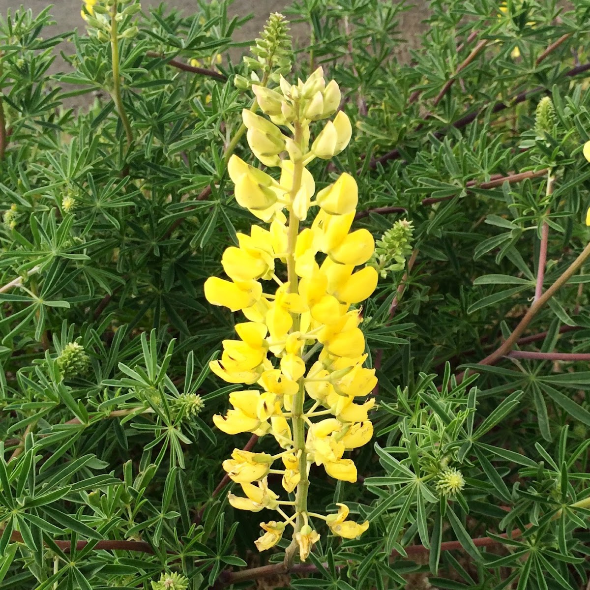 European Yellow Lupine