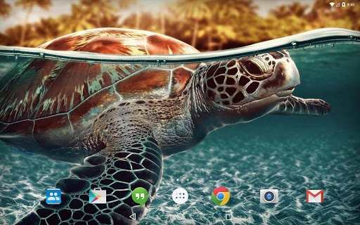 免費下載個人化APP|Ocean Turtle Water Pool app開箱文|APP開箱王