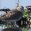 Least sandpiper