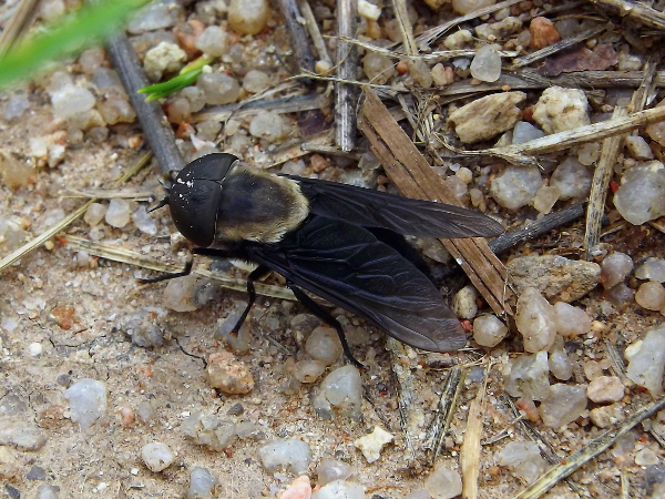 Western Horse Fly