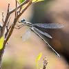 Great spreadwing