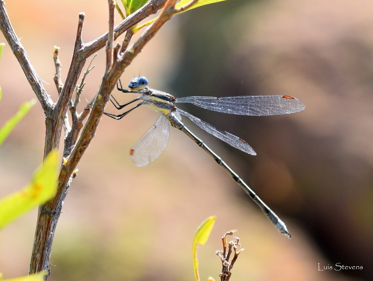 Great spreadwing