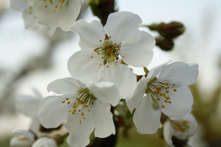 Esplosione di Primavera di danifeb