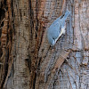 Nuthatch