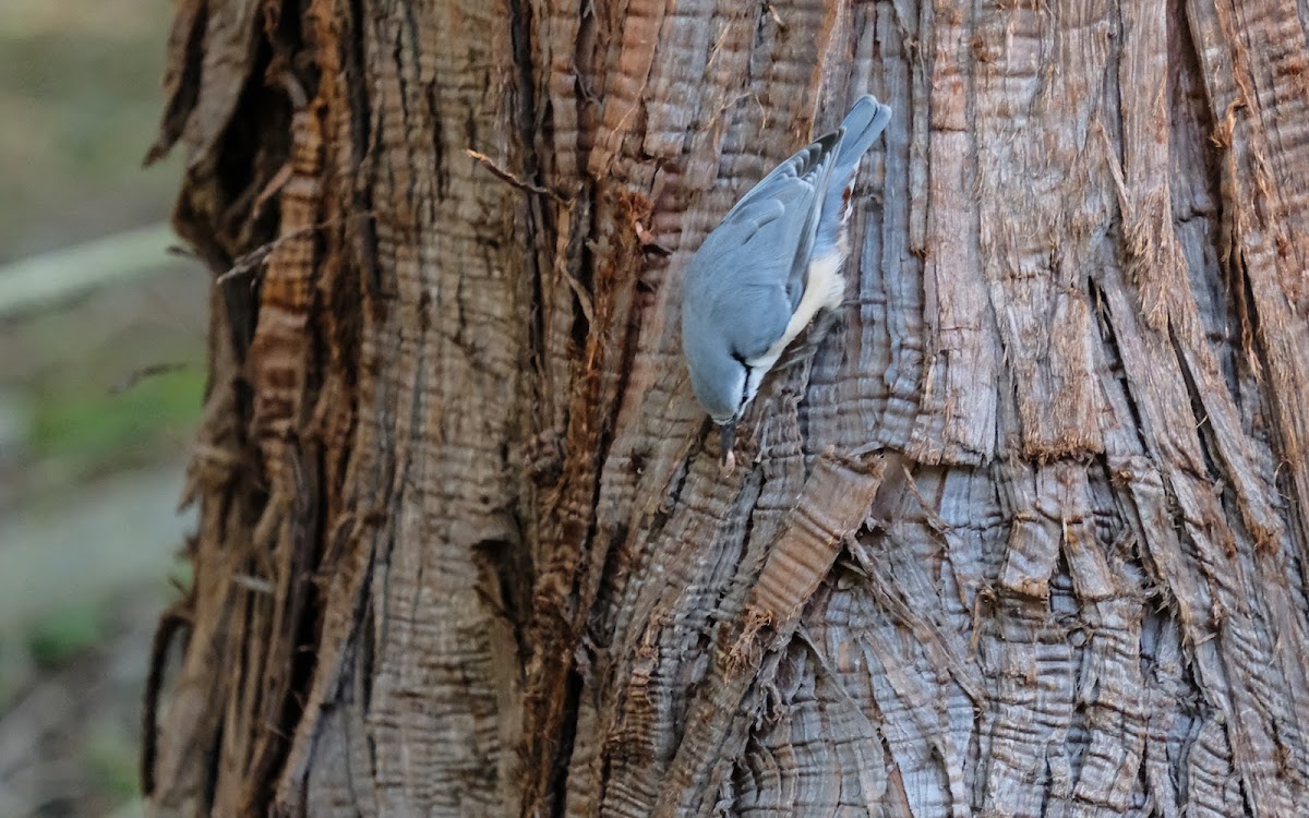 Nuthatch