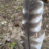 Hawk feather