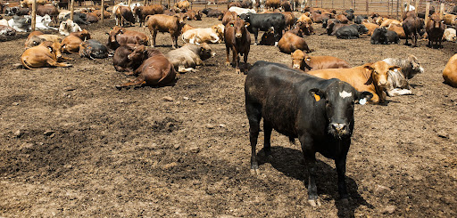 Botswana had suspended all exports of cattle and related meat products while authorities investigated a suspected outbreak of foot-and-mouth disease. Picture: BLOOMBERG